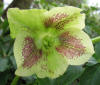 Christmas Rose Hellebore 2