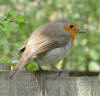 Robin on fence 1