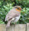 Robin on fence 2
