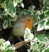 Robin in bush