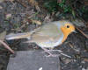 Robin on ground