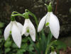 Snowdrops