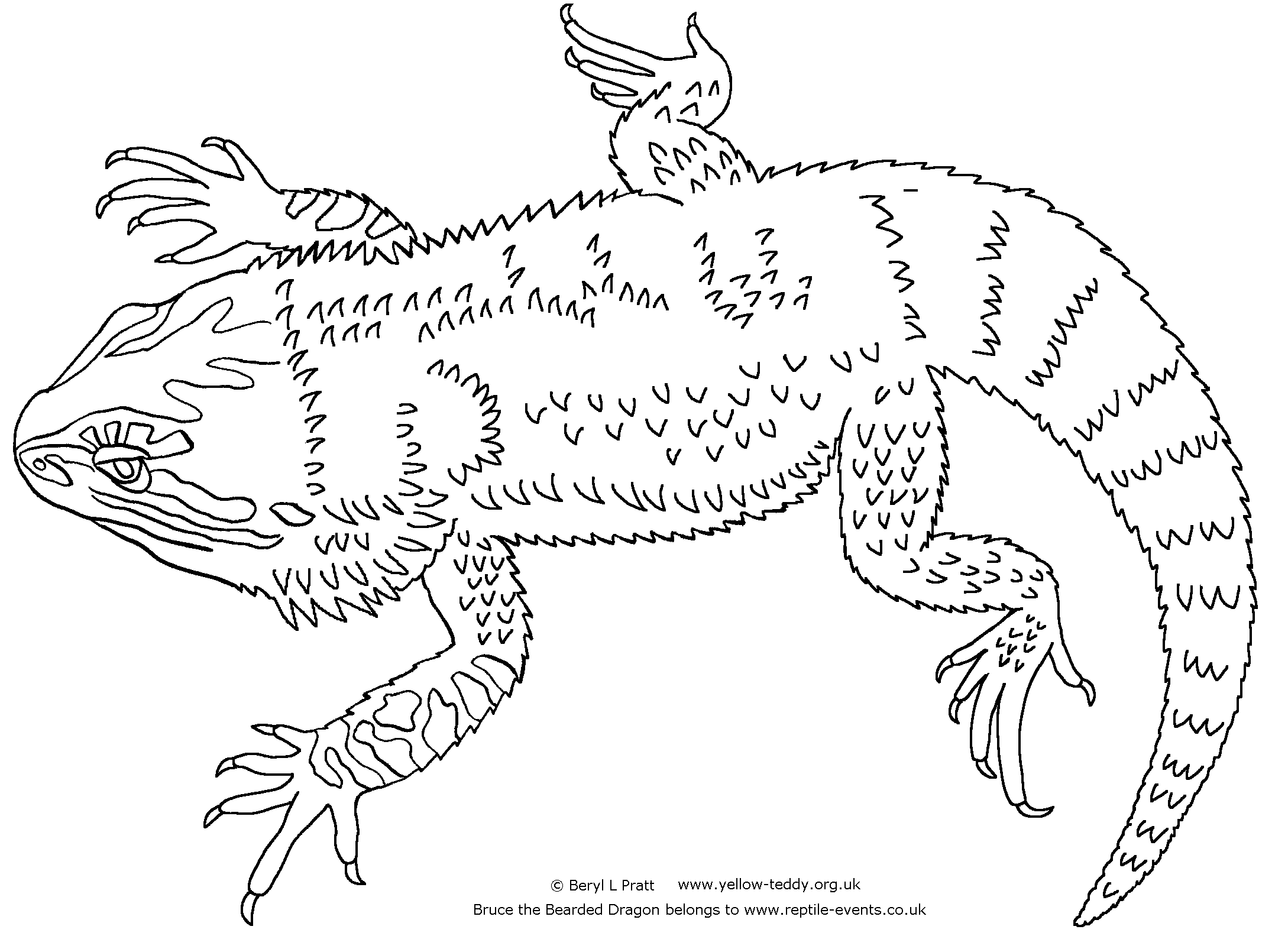 Line drawing of Bruce the Bearded Dragon