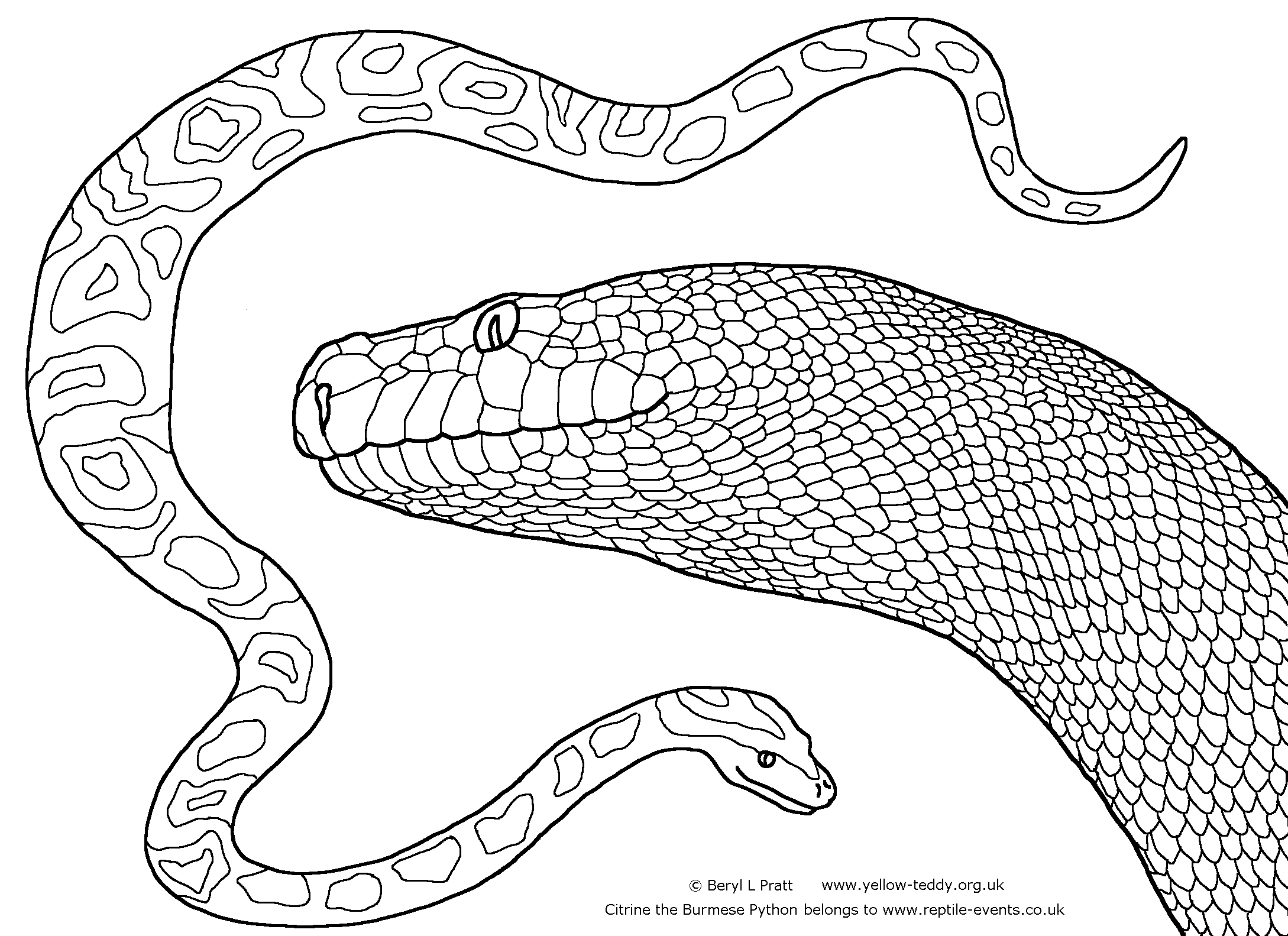 Line drawing of Citrine the Burmese Python