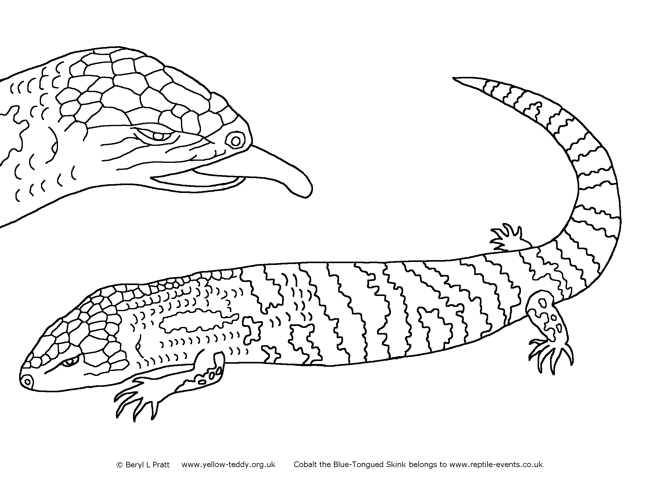 Line drawing of Cobalt the Blue-Tongued Skink