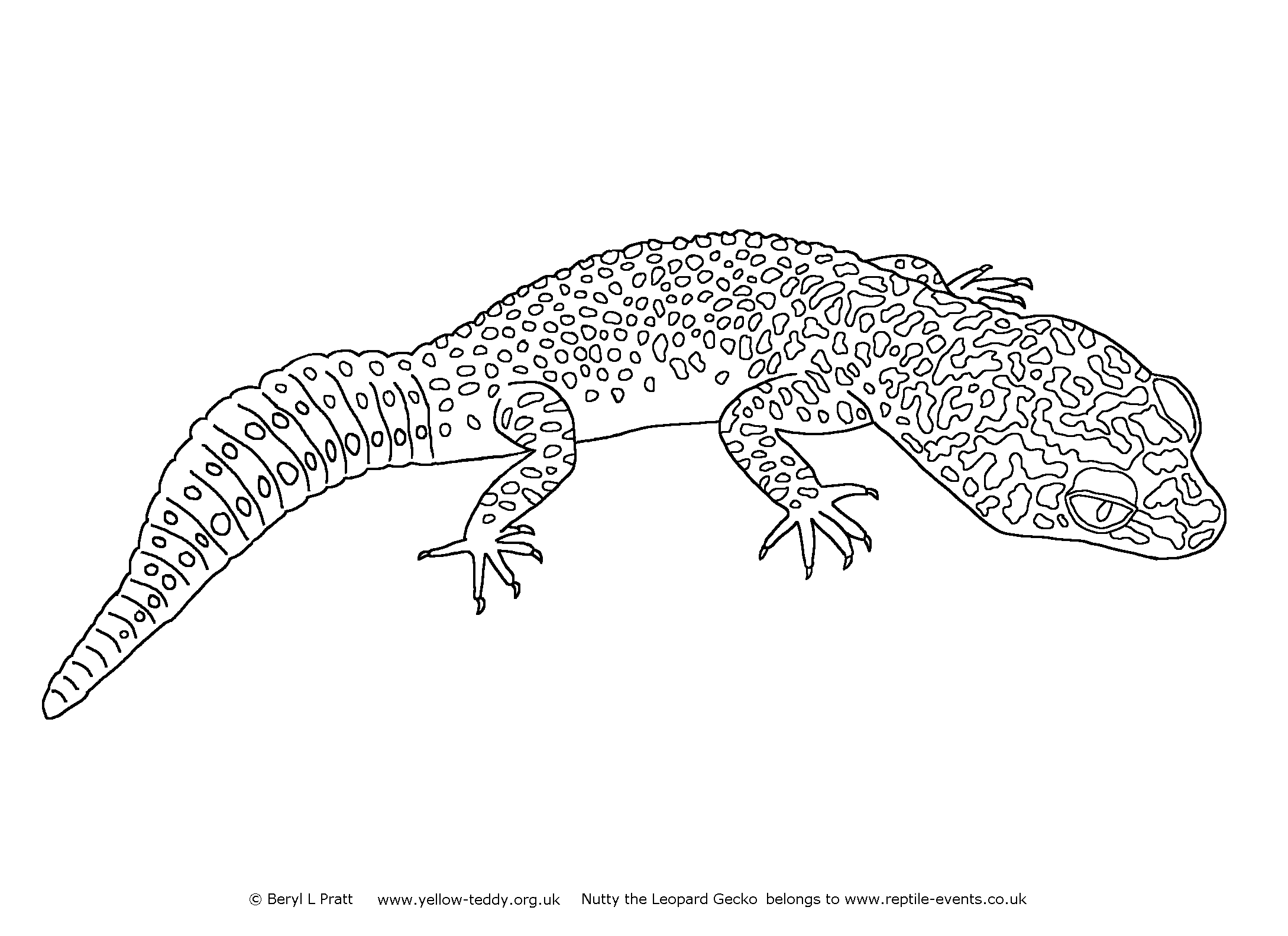 Line drawing of Nutty the Leopard Gecko