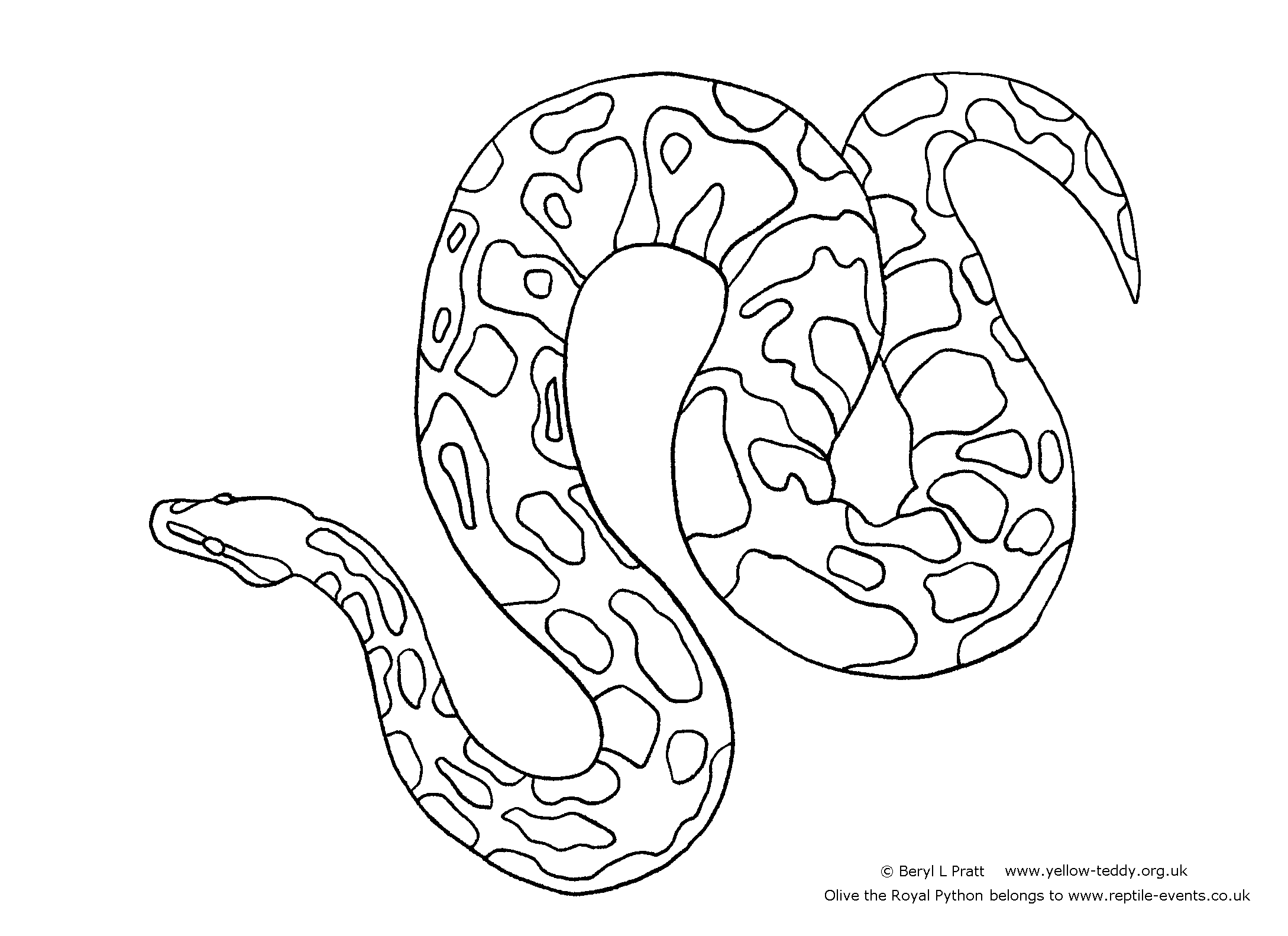Line drawing of Olive the Royal Python