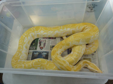 Citrine the Burmese Python