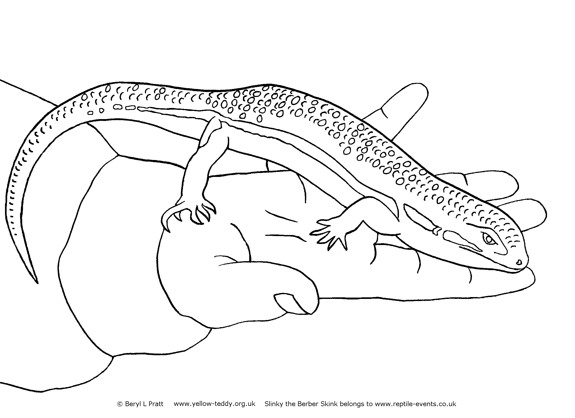 Line drawing of Slinky the Berber Skink