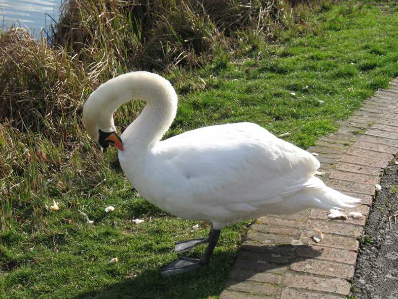 Swan in park