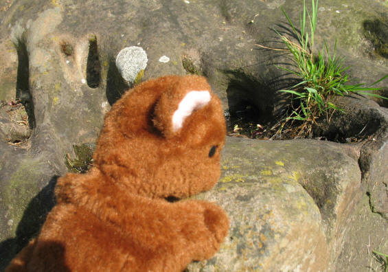 Brown Teddy climbing