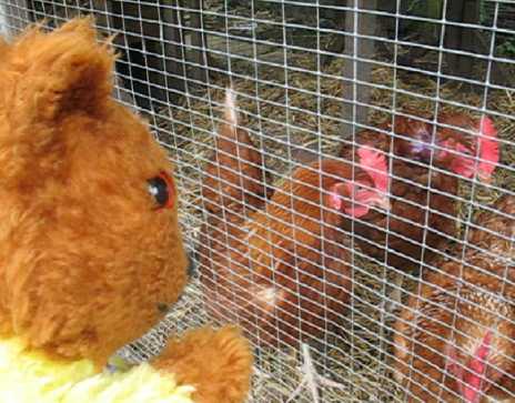 Movie Yellow Teddy and Stockwood Chickens
