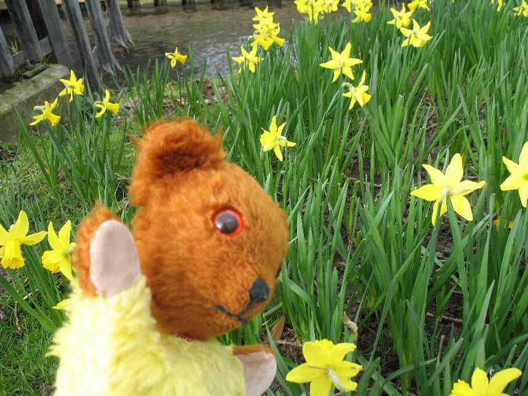 Yellow Teddy and riverside daffodils