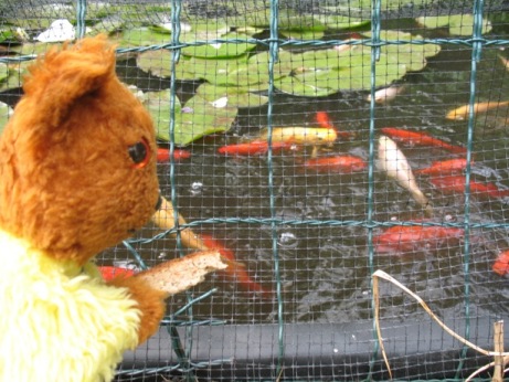 Yellow Teddy feeding bread to the goldfish