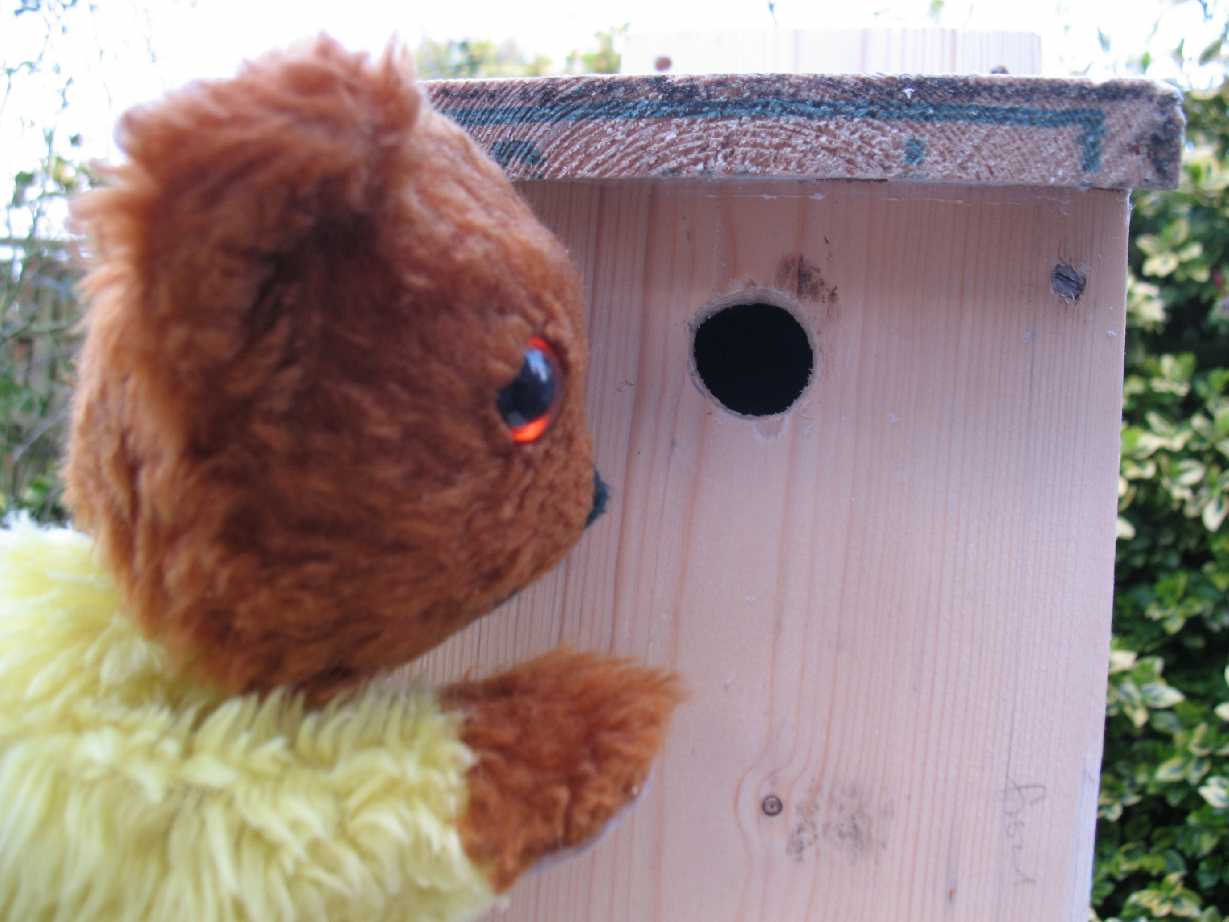 Yellow Teddy's nestbox