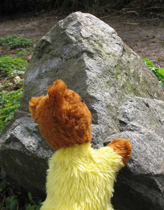 Yellow Teddy rock climbing
