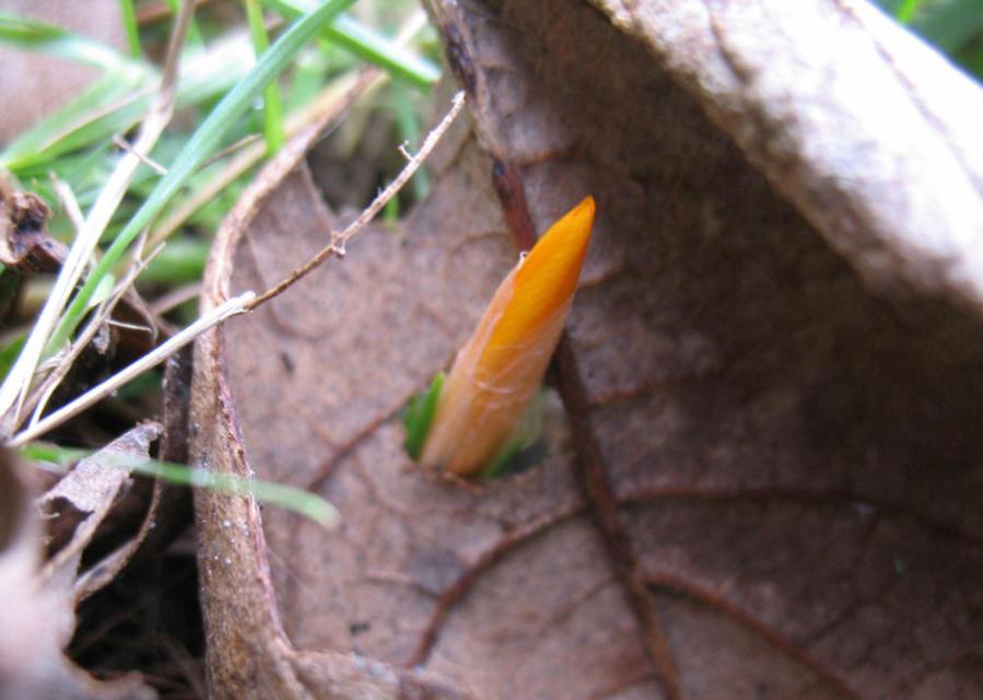 Crocus in leaf hole