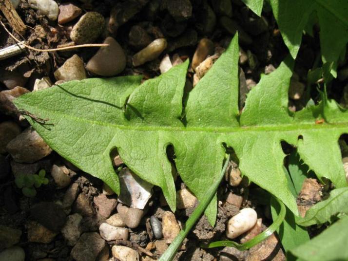 Dandelion leaf