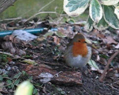 Robin singing under bush