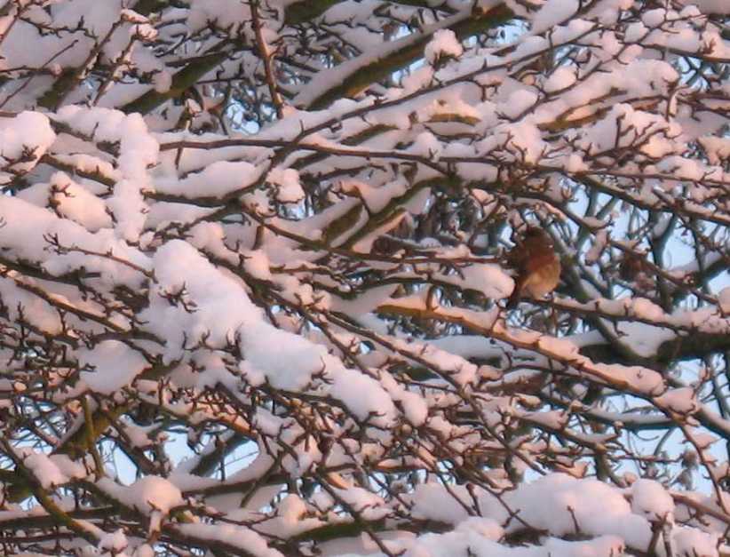 Robin in snowy branches