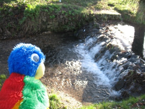 Blue Parrot at the weir on the River Cray at Orpington