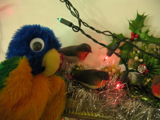 Blue Parrot checking the robins and greenery Christmas decorations