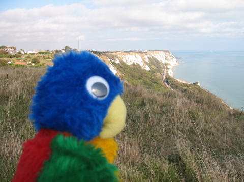 Blue Parrot admiring the view from the cliffs