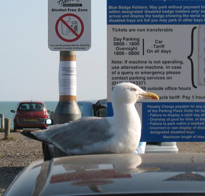 Hasting car park seagull on car roof