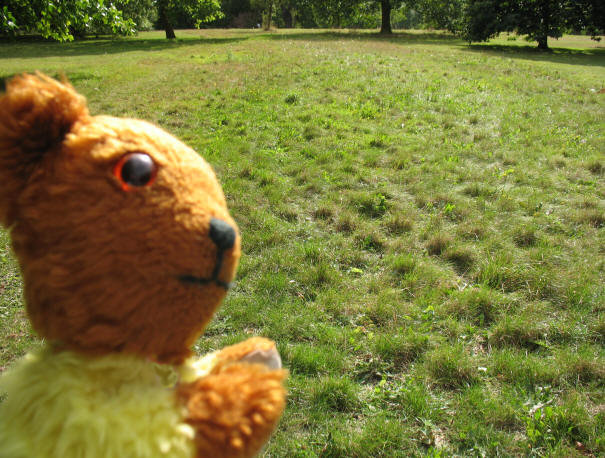 Mote Park daffodil field