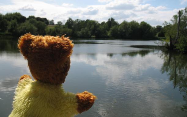 Yellow Teddy admiring Mote Park lake