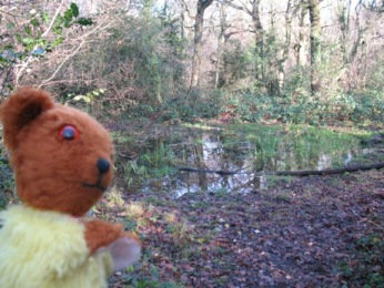 Yellow Teddy at the secret boggy pond in Poverest Recreation Ground