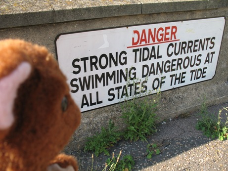 Brown Teddy reading river noticeboard at Rochester