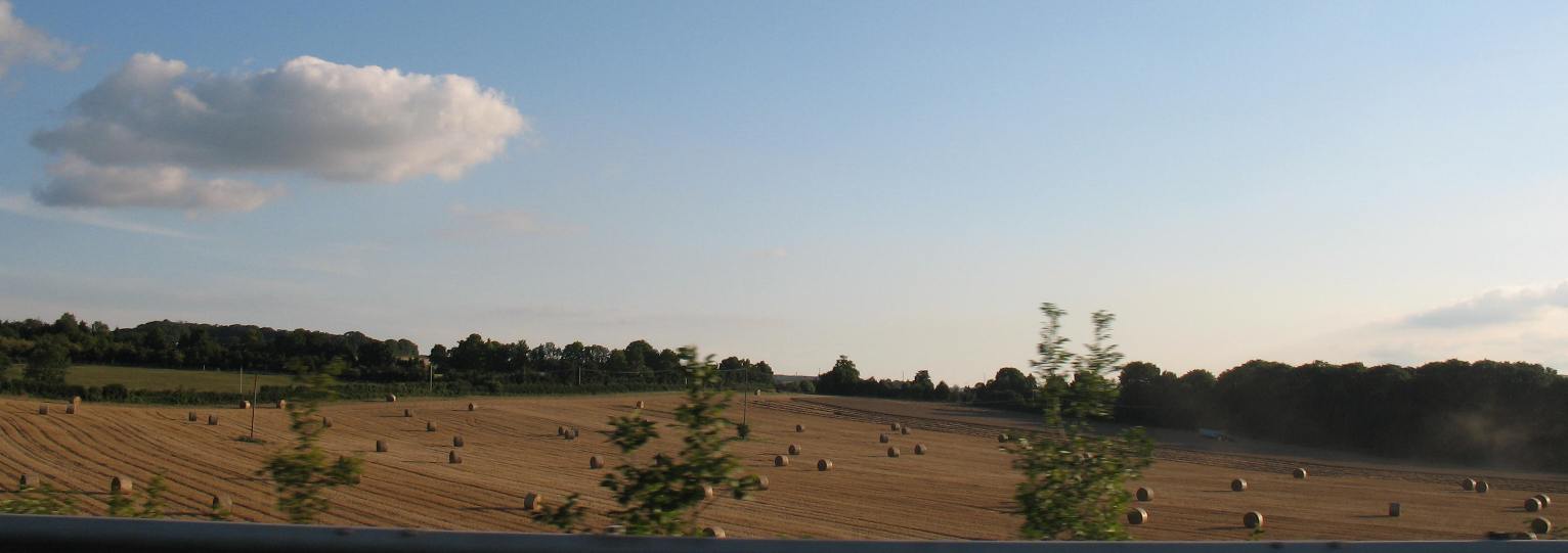 Hay rolls in a field