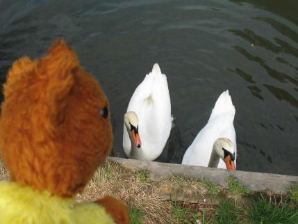 Swans at Tonbridge