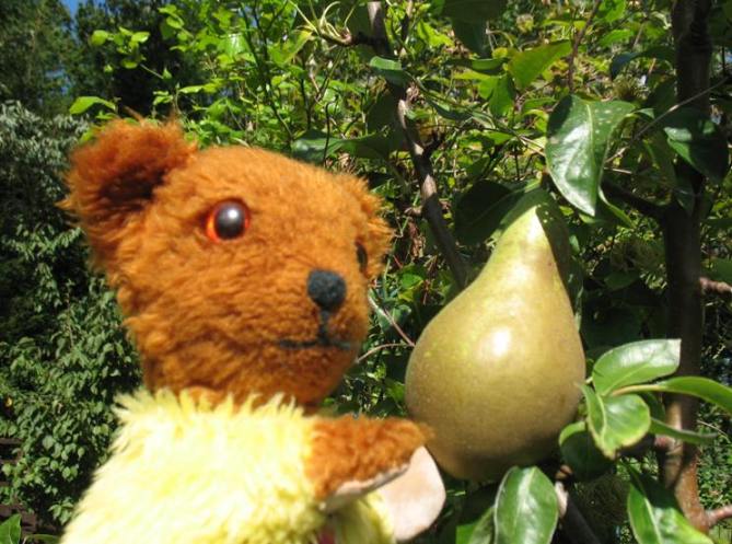 Yellow Teddy with Conference pear