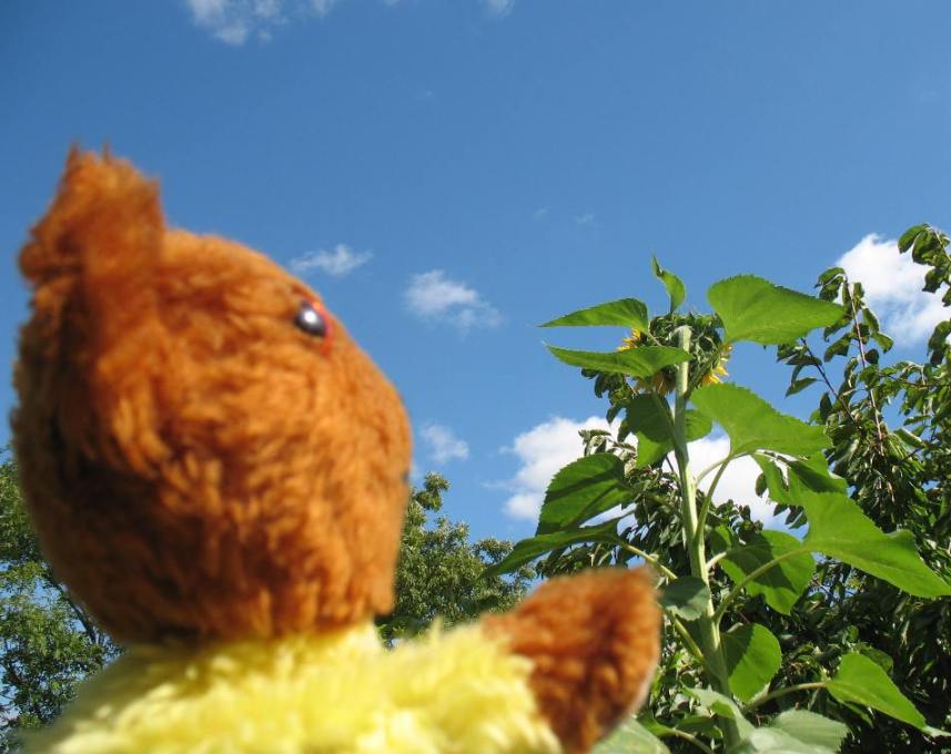 Yellow Teddy tallest sunflower