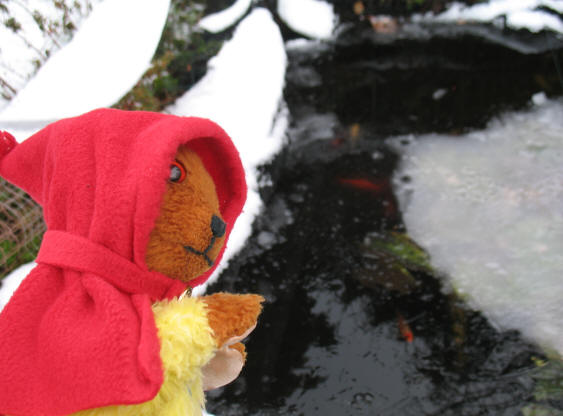 Yellow Teddy checking the goldfish in the frozen pond