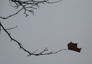 Almost last leaf about to blow away