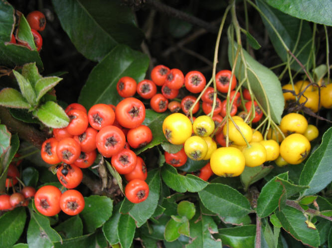 Pyracantha berries for the birds