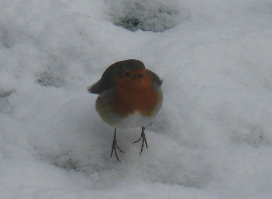 Robin in the snow