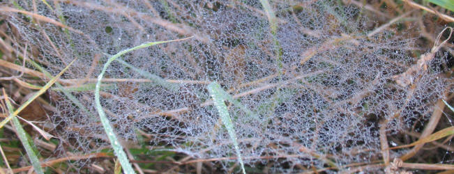 Misty spider webs in grass