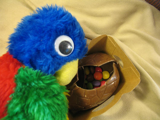 Blue Parrot pecking hole in Easter egg