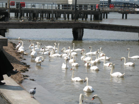 Gravesend swans