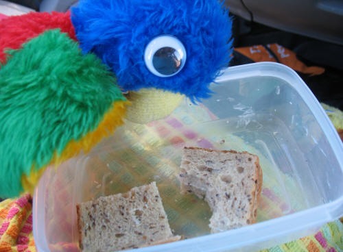 Parrot checking the lunchbox