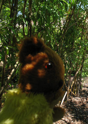 Yellow Teddy in bamboo arch shade Stockwood Park Luton