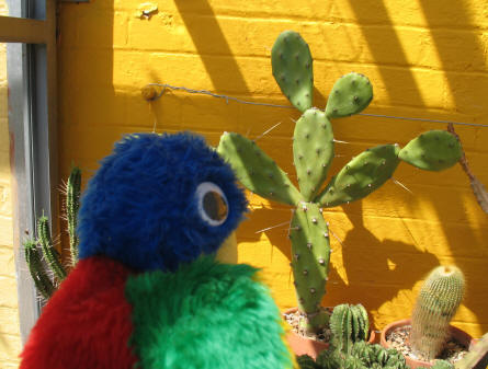 Parrot cactus Stockwood Park Luton
