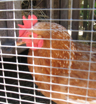 Chicken in the Dig For Victory garden Stockwood Park Luton