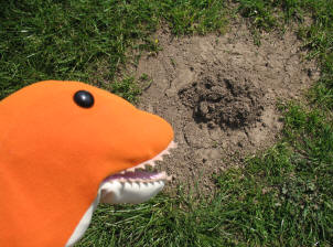 Dino with mole hill