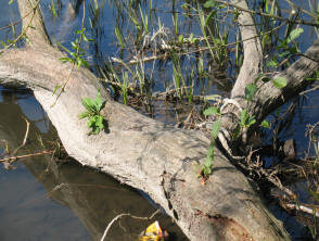 Plants growing on log