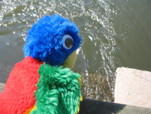 Parrot on the bridge Mote Park Maidstone